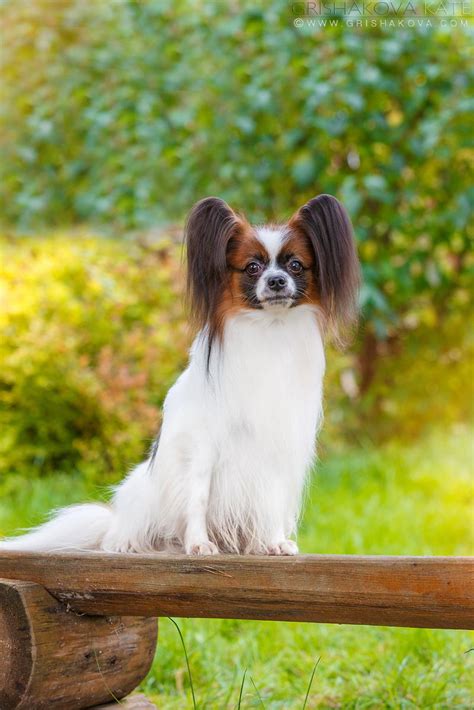 This time you can read a bit about papillon models' hobbies~ who knows, maybe you'll find something interesting. Papillon