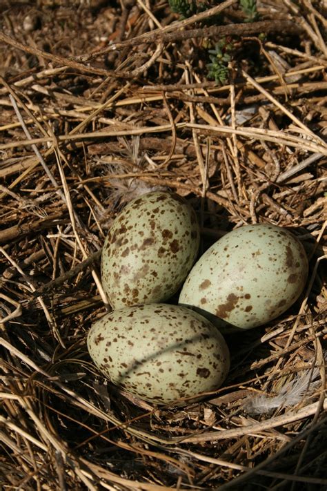 Norfolk Coast With The National Trust 30th Of April Gulls On Eggs