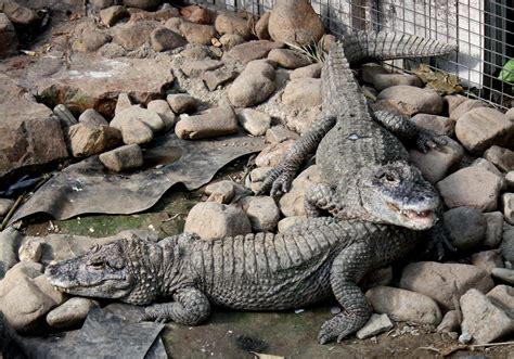 23 Bizarre And Fun Facts About Alligators Tons Of Facts