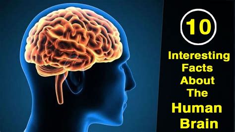 10 Interesting Facts About The Human Brain Factswacts Facts Youtube