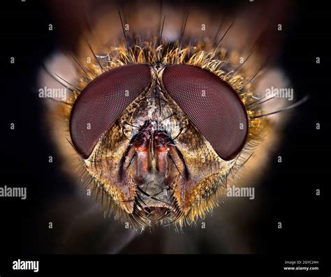 Fly Head Macro Close Up Showing Compound Eyes Mouthparts Stock Photo