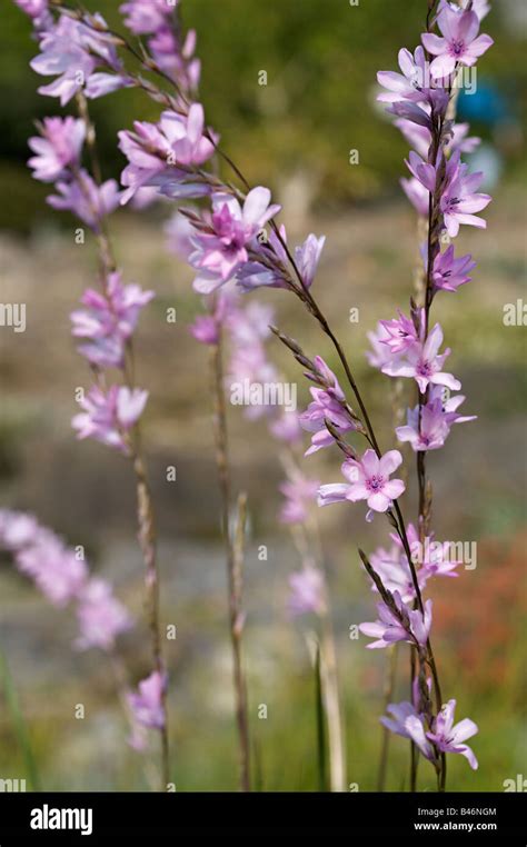 Pink Tritonia Securigera Flowers Native Of South Africa Stock Photo Alamy