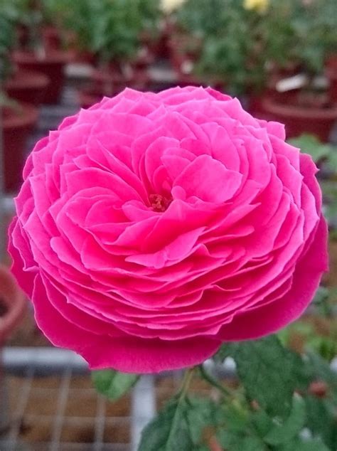 Yuzen Rose Rose Plants • Teo Joo Guan Horticulture