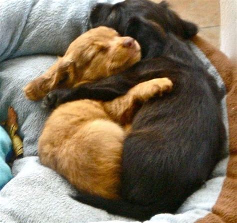 15 Pictures Of Cuddling Puppies To Get You Through Finals Cute Dogs