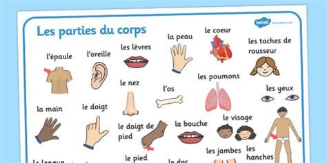 Parties Du Corps Word Mat French Teacher Made