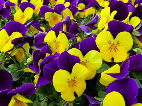 How To Grow Pansies From Seed Care Planting To Harvest