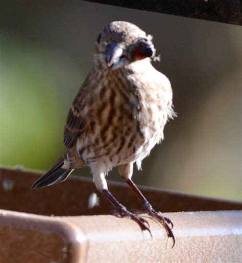 House Finches With Eye Disease Feederwatch