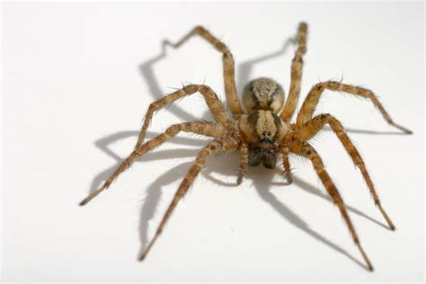 The Brown House Spider Identification Behavior And Management