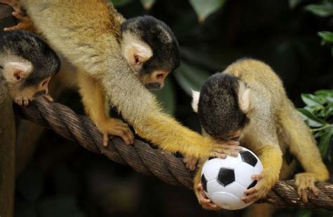 Foranimallover Bolivian Squirrel Monkeys Play With A Toy