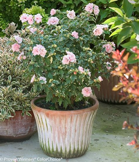 Growing Rose Of Sharon In Pots Plant Addicts