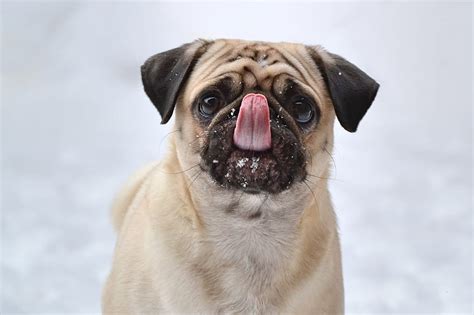 Funny Animals Dog Protruding Tongue Tongue Stuck Out Pug Hd
