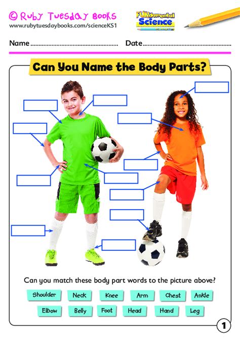 Ks1 Human Body Parts Labeling Activity Teaching Resources Ks1 Human Ks1 Human Body Parts