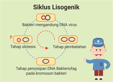 Siklus Lisogenik Pada Virus Siswapedia