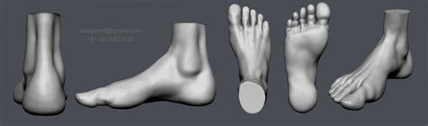 Feet Study Free 3d Model In Anatomy 3dexport