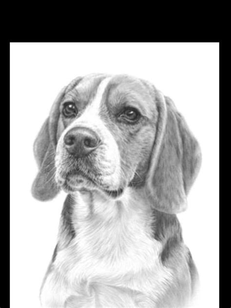 Beagle Pencil Drawing Dog Pencil Drawing Pencil Drawings Of Animals