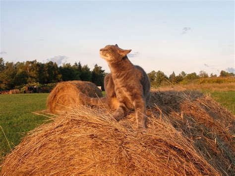 Farm Cat Relaxing On A Hay Bale Smithsonian Photo Contest