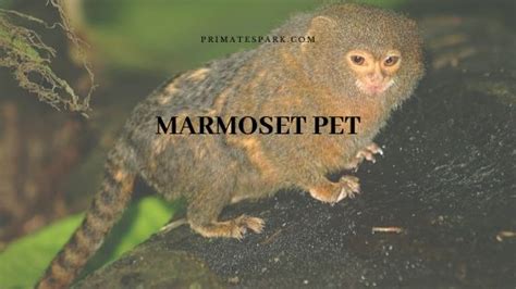 Press their mouth to your skin to get a. Marmoset Pet Monkey - Care | Price | For Sale - Primates Park