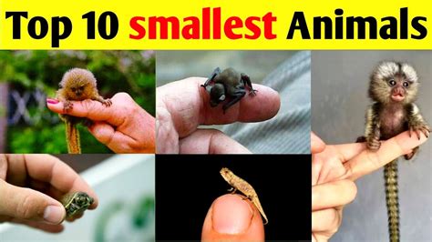 Top 10 Smallest Animals In The World Youtube