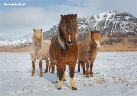 Die 12 Besten Aktivitäten In Island Guide To Iceland