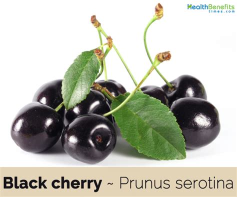 Black Cherry Facts And Health Benefits