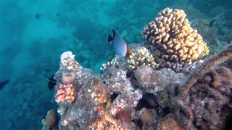 Red Sea Hurghada Egypt Coral Reef Youtube