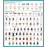 Pest Identification Images