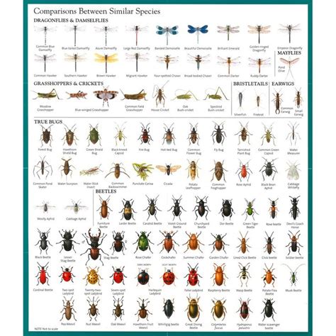 Feel free to post pictures and videos of cute things. Insect Identification Chart | Garden pests identification ...