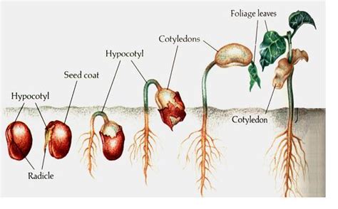 The Seed Stage Of The Plant Life Cycle
