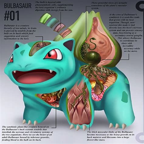 Pokénatomy The Pokémon Anatomy Book Unicun