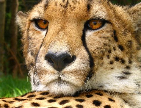 Cheetah Fun Animals Wiki Videos Pictures Stories