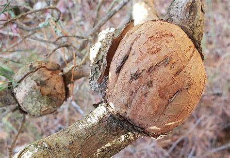 Maryland Biodiversity Project Eastern Pine Gall Rust Cronartium