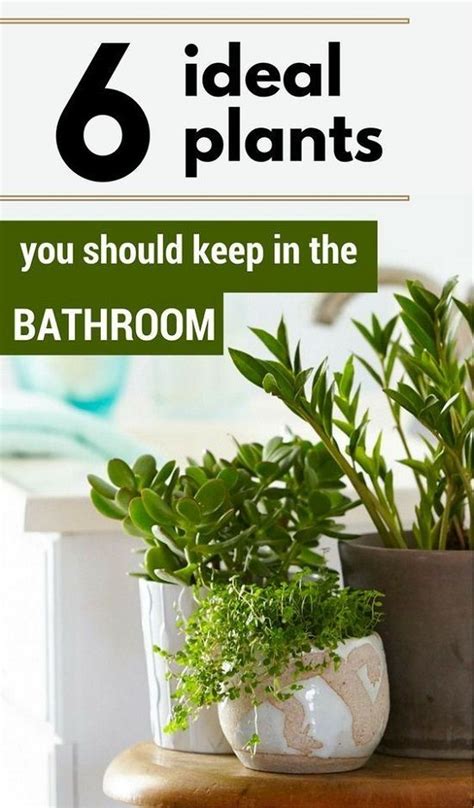 Best Toilet And Bathroom Plants How To Use And Choose Low Light No