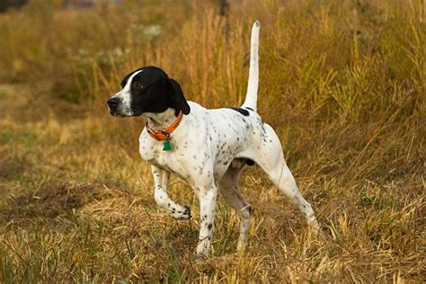 Akc Groups Sporting Hound Working Terrier Toy Non Sporting