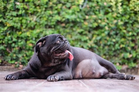 Pug Pregnancy What To Expect And Expert Tips Vet Answer Hepper