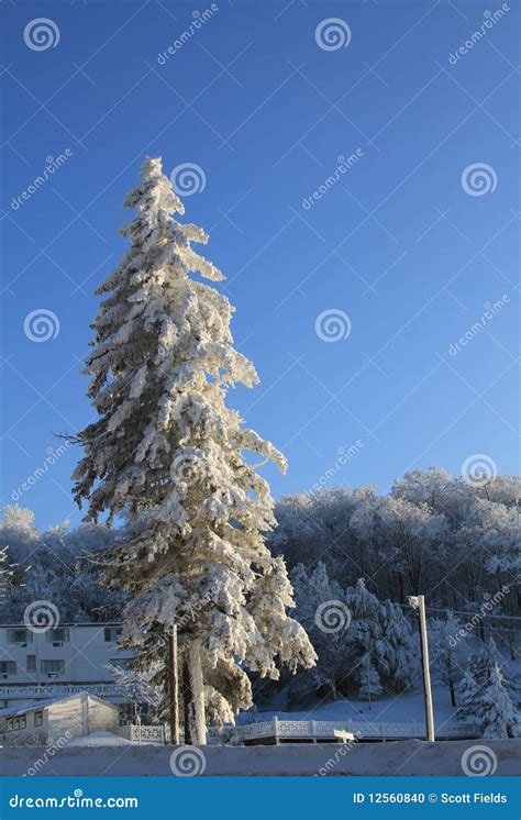 Snow Covered Pine Tree On Winter Day Stock Photo Image Of Wintry