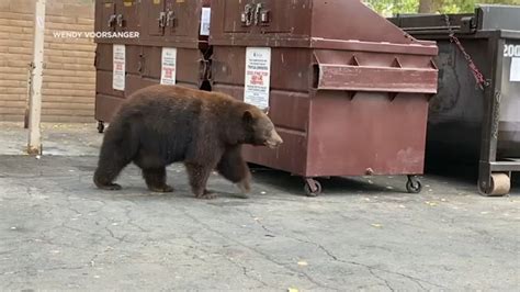 What Should Happen To Hank The Tank Officials Discuss Relocating Massive Lake Tahoe Bear Abc7