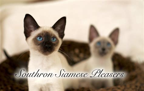 Siamese Cats For Sale Nashville Tn 172060 Petzlover