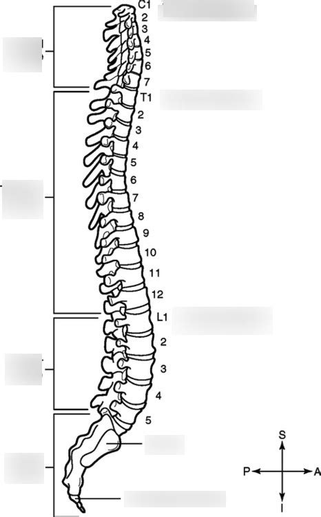 Diagram Of Vertebral Column