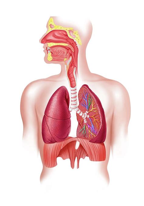 Human Respiratory System Artwork Digital Art By Science Photo Library