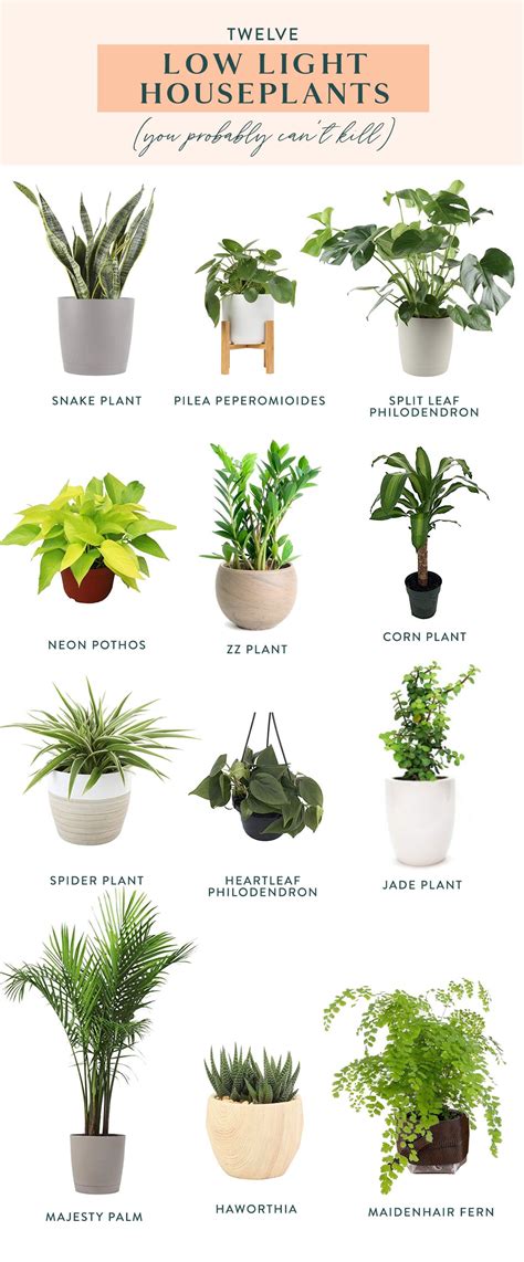 Twelve Low Light Indoor Plants You Probably Cant Kill Indoor Plants