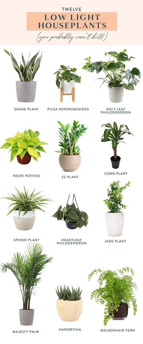 Twelve Low Light Indoor Plants You Probably Cant Kill Low Light