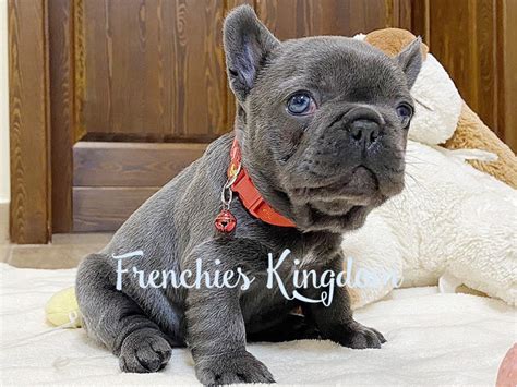 Boo Is Amazing Blue French Bulldog Female Puppy For Sale In United States