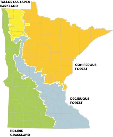 Activities Biomes Of Minnesota Minnesota Dnr Biomes Ecosystems
