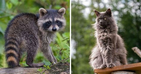Is A Maine Coon Part Raccoon Myth Or Reality