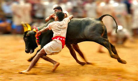 Jallikattu Of Tamil Nadu The Ban Lifted By Government Catking