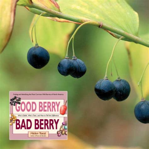 7 Popular Plants With Poisonous Berries Empress Of Dirt