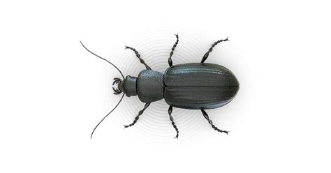 At the first sight of a pine beetle near your tree, there are most likely many larvae hiding in the bark. Beetles - How to Get Rid of Beetles - Raid® Bug Basics