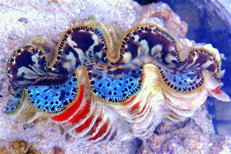 Sponsored - Guide to Buying & Keeping Maxima Clams ...