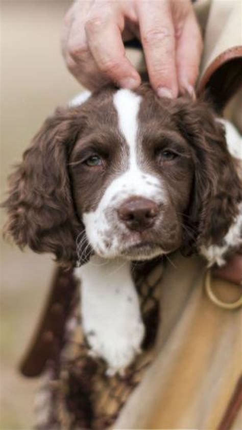 How to become an educated owner. Pin by SusieMac on Springers | Spaniel puppies, Cocker ...
