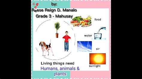 Basic Needs Of Humans Animals And Plants Youtube